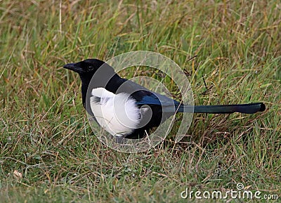 Magpie in field showing plumage Stock Photo