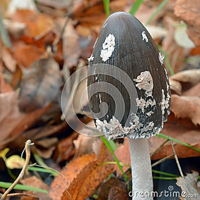 Magpie inkcap mushroom Stock Photo