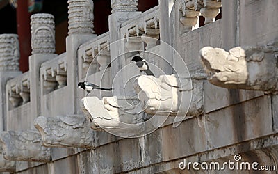 Dragon`s Head Drainage Facility at the Forbidden City, Beijing Stock Photo