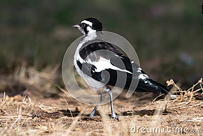 Magpie-lark, Australia - 1 Stock Photo