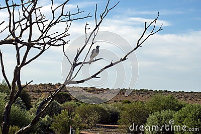 Magpie-lark, Port Augusta, South Australia, Australia Stock Photo