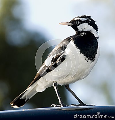 Magpie Lark Grallina cyanoleuca Stock Photo