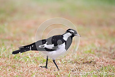 Magpie-lark (Grallina cyanoleuca)
