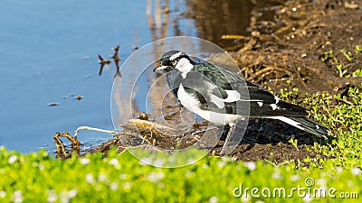 Magpie Lark Next to a Lake Stock Photo