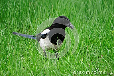 Magpie opened the beak, walking in the fresh spring green grass. Ornithology Stock Photo