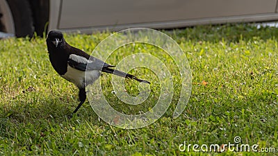 Magpie Pica pica walks on the green grass Stock Photo