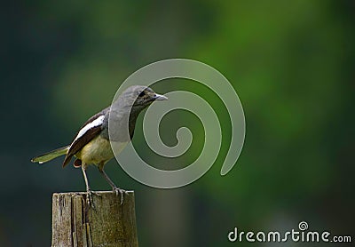 Magpie Robin cute little bird in a beautiful frame Stock Photo