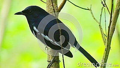 Magpie robin/Doel Stock Photo