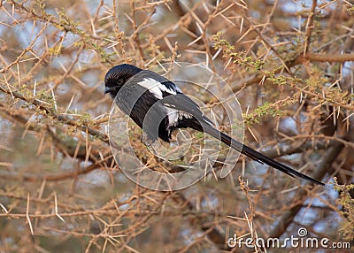 Magpie Shrike Urolestes melanoleucus Stock Photo