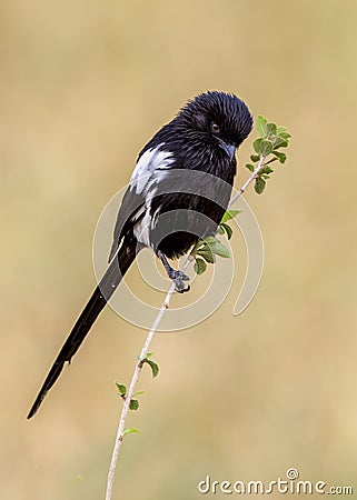 Magpie Shrike Urolestes melanoleucus Stock Photo