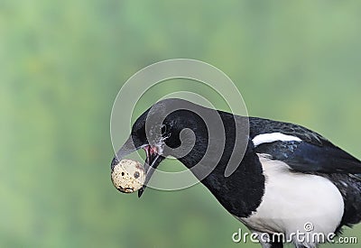 Magpie stealing eggs. Stock Photo