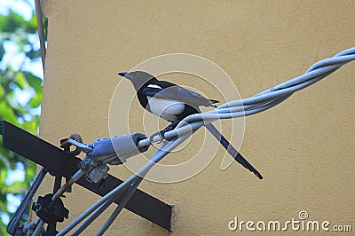 Magpie on the steel wires Stock Photo