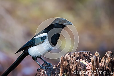 Magpie on the stump Stock Photo