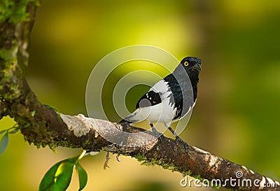 Magpie Tanager Stock Photo