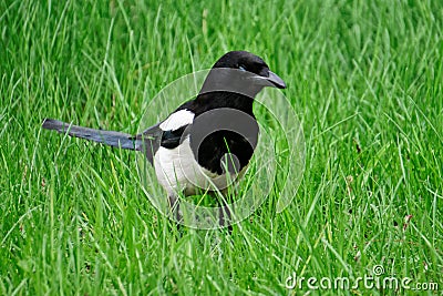 Magpie walks in fresh spring green grass. Ornithology Stock Photo