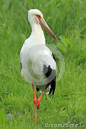 Maguari stork Stock Photo