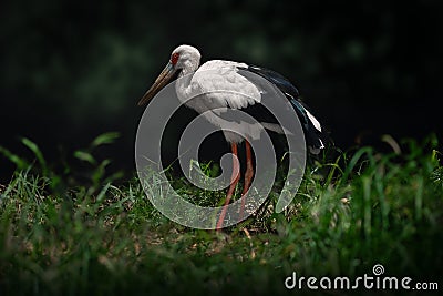 Maguari Stork bird Stock Photo