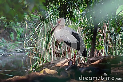 Maguari Stork bird Stock Photo