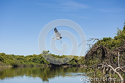 Maguari Stork C. maguari, taking off Editorial Stock Photo