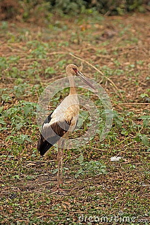 Maguari stork, Ciconia maguari, Stock Photo