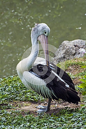 Maguari stork (Ciconia maguari) Stock Photo