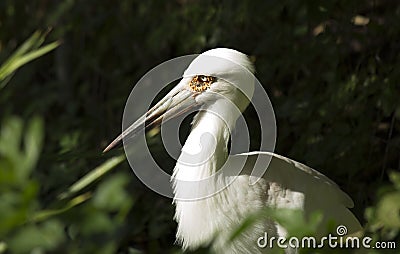 Maguari Stork Stock Photo