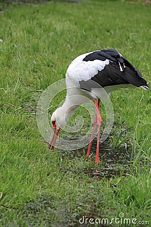 Maguari Stork Stock Photo