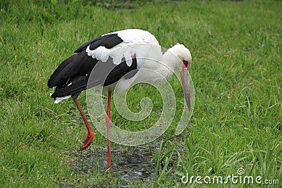 Maguari Stork Stock Photo