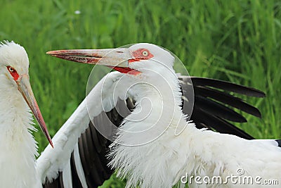 Maguari stork Stock Photo