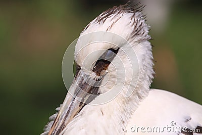 Maguari stork Stock Photo