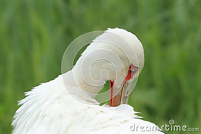 Maguari stork Stock Photo