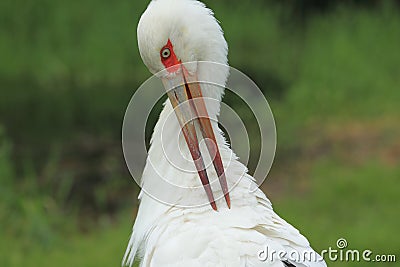 Maguari stork Stock Photo