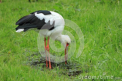 Maguari stork Stock Photo