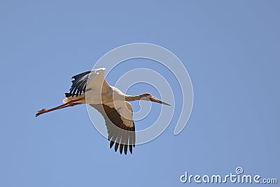 Maguari Stork in flight Stock Photo