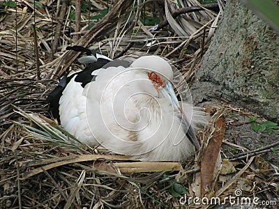 Maguari Stork Stock Photo