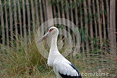 Maguari stork Stock Photo