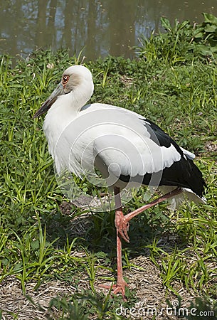 Maguari Stork Stock Photo