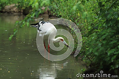 Maguari stork Stock Photo