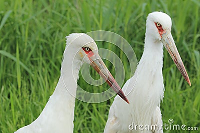 Maguari storks Stock Photo