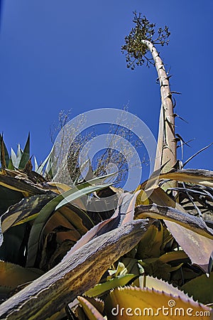 Maguey Agave americana Stock Photo