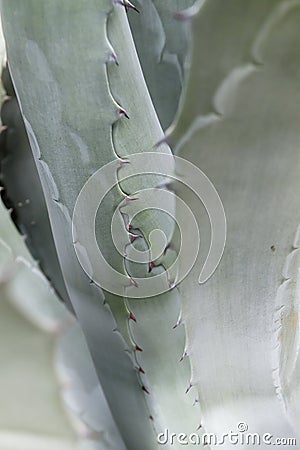 Maguey agave close up Stock Photo