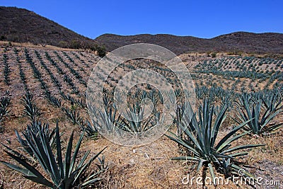 Maguey plants field to produce mezcal, Mexico Stock Photo
