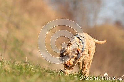 Magyar Vizsla 18 weeks old - Dog puppy is sniffing in the grass Stock Photo