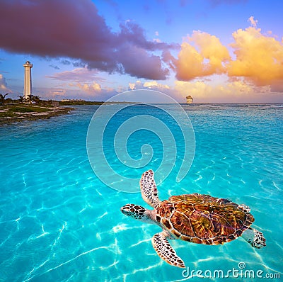 Mahahual Caribbean beach turtle photomount Stock Photo