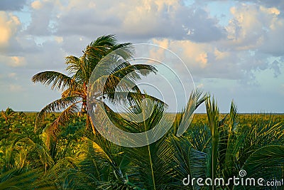 Mahahual Caribbean palm trees jungle Stock Photo