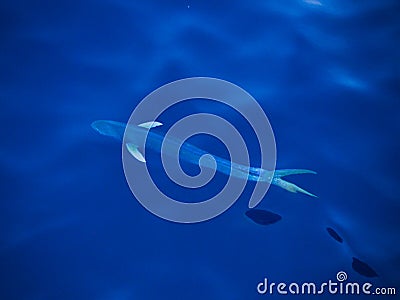 Mahi mahi fish underwater, Coryphaena hippurus Stock Photo