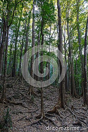 Mahogany Forest on the Bohol island, Philippines Stock Photo