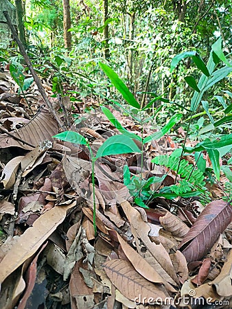 Mahogany tree seeds among the dry leaves of the bush Stock Photo