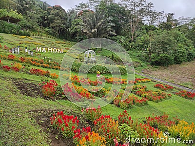 Mahoni flowers garden view Stock Photo