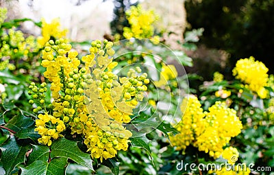 Mahonia aquifolium, Berberidaceae in the botany in Poland Stock Photo